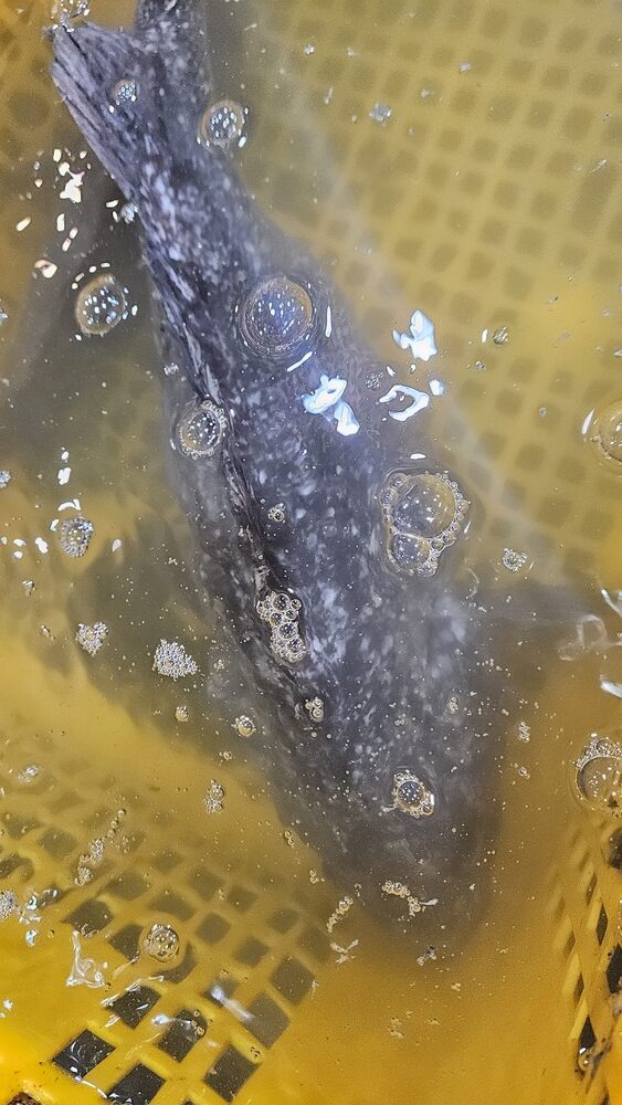 수족관안에 자연산 참돔 한마리가 힘차게 돌아다니는 사진